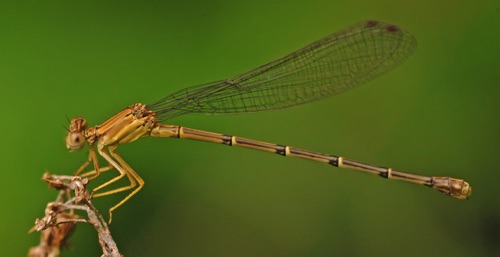 Female
2 June 2015  Rutherford, TN